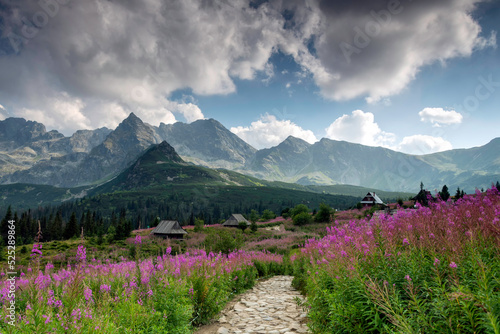 Hala Gasienicowa in the Tatra Mountains, Mountain landscape in bloom (Epilobium angustifolium).