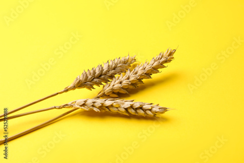 Dried ears of wheat on yellow background, closeup photo