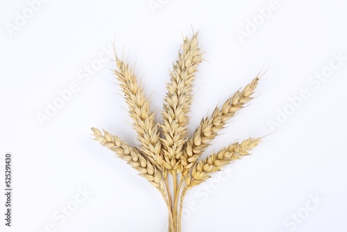 Ears of wheat on white background, top view