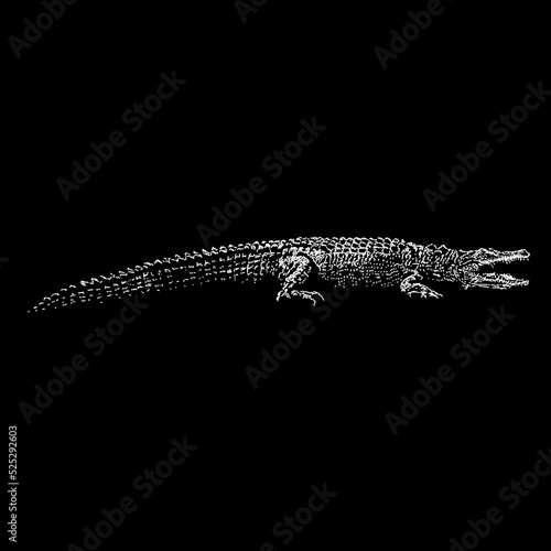 Nile Crocodile hand drawing vector illustration isolated on black background
