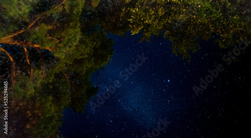 Starry night sky among the trees