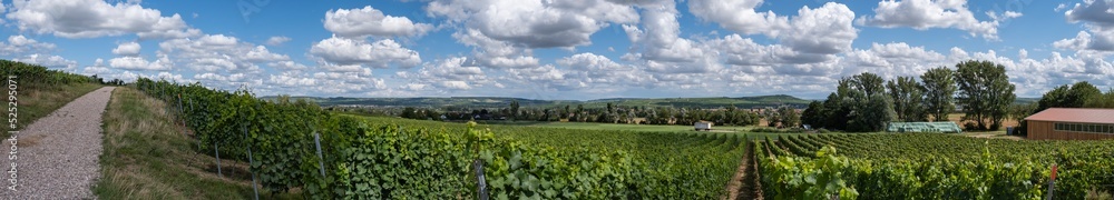 Panoramic shot of the vineyards near Bretzenheim/Germany in Rhineland-Palatinate under a sky with fleecy clouds