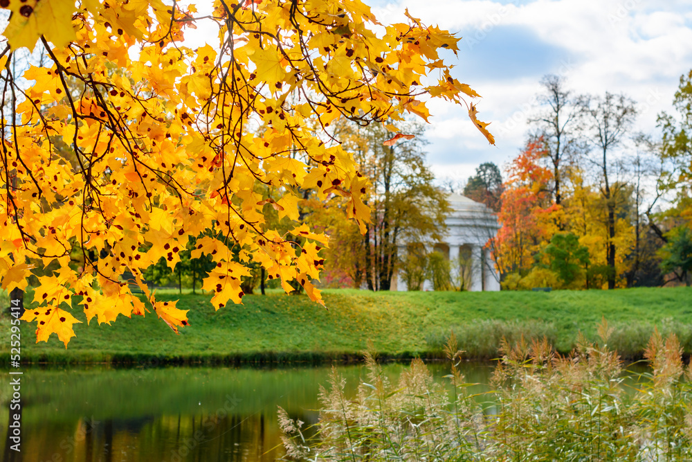 Naklejka premium Autumn maple leaves in Pavlovsky park, Pavlovsk, Saint Petersburg, Russia