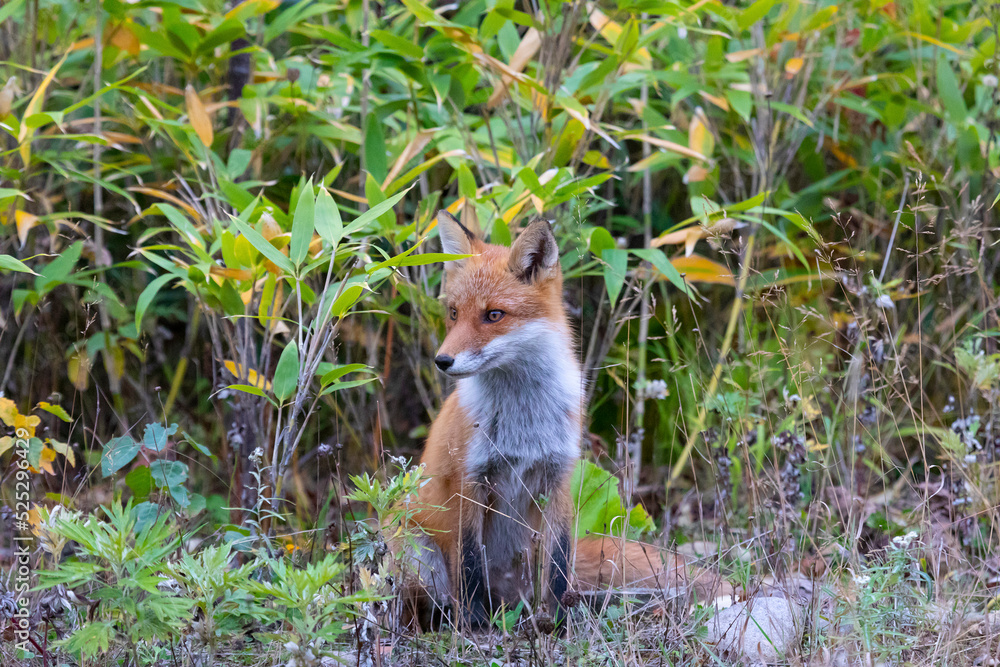 Fototapeta premium Young red fox sitting in the grass