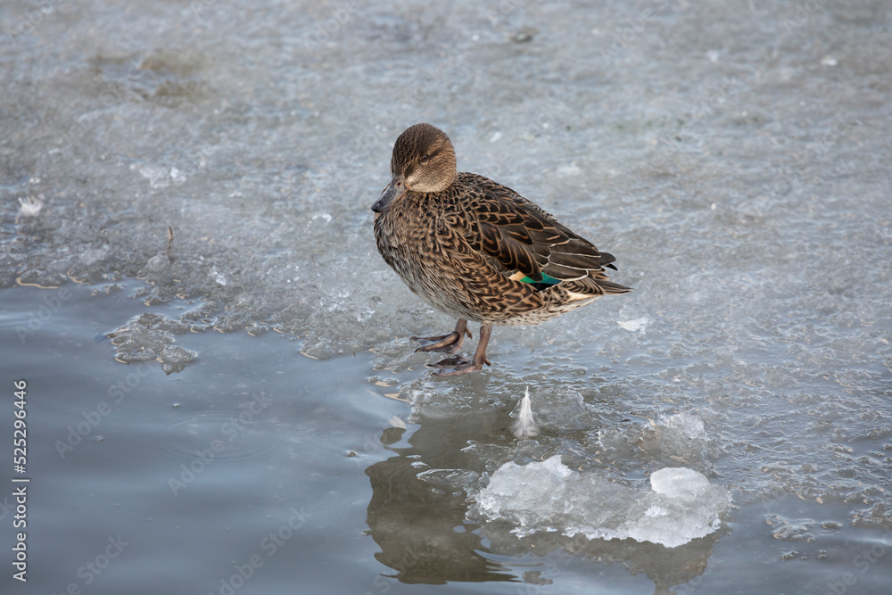 Female Eurasian teal stands in the snow on the shore of a lake