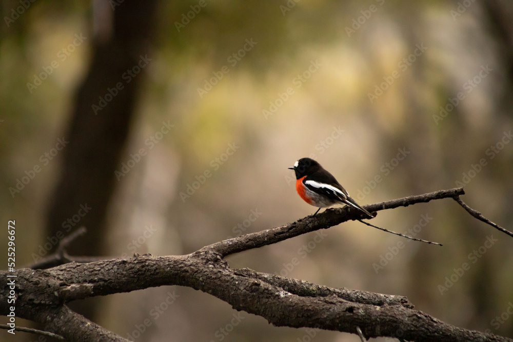 beautiful wild flame robin on a branch at freycinet national park in tasmania /australia beautiful wild flame robin on a branch at freycinet national park in tasmania /australia