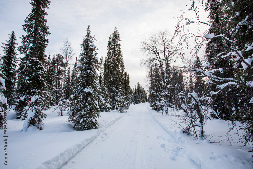 Obraz premium Winter landscape in Pallas Yllastunturi National Park, Lapland, Finland