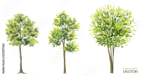 Vector watercolor of tree side view isolated on white background for landscape  and architecture drawing, elements for environment and garden, painting botanical for section  © Chanya_B