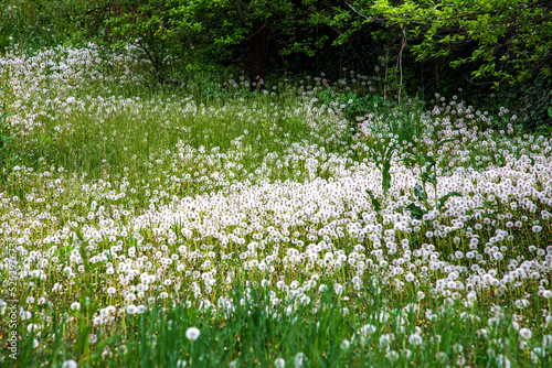Wallpaper Mural Field with white blooming dandelion flowers. Torontodigital.ca