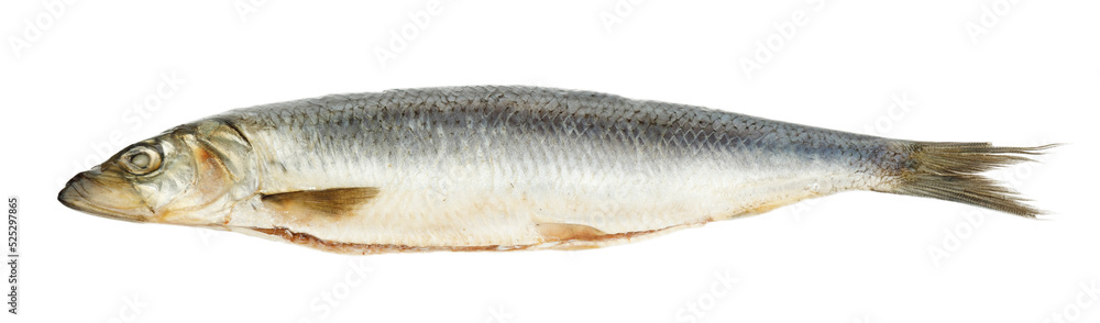Salted and gutted herring on a white background, close-up. Salted and gutted herring on a white background, close-up.