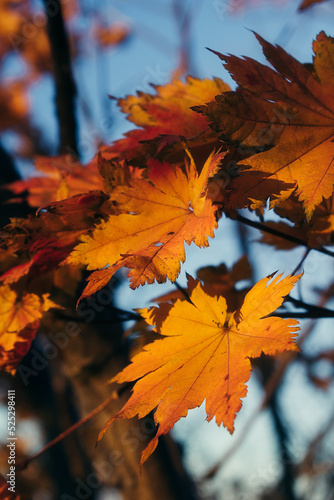 Autumn maple leaves of orange color on a tree branch