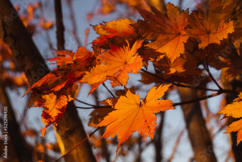 Autumn maple leaves of orange color on a tree branch