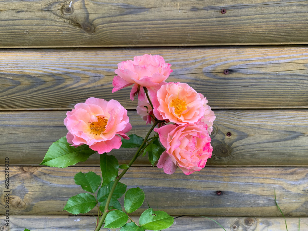 Pink roses near a wooden building