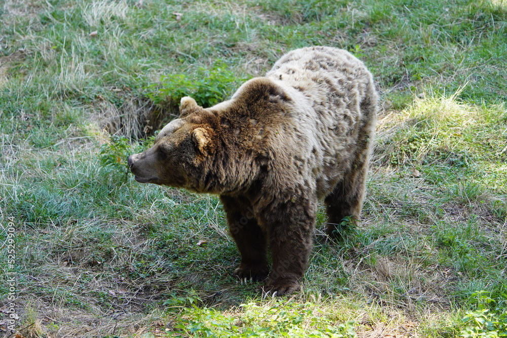 The brown bear (Ursus arctos) is a large bear species found across Eurasia and North America. Ursidae family.