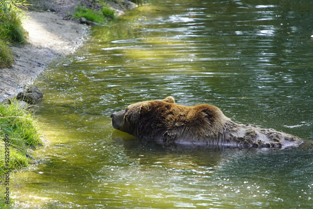 The brown bear (Ursus arctos) is a large bear species found across Eurasia and North America. Ursidae family. The brown bear (Ursus arctos) is a large bear species found across Eurasia and North America. Ursidae family.