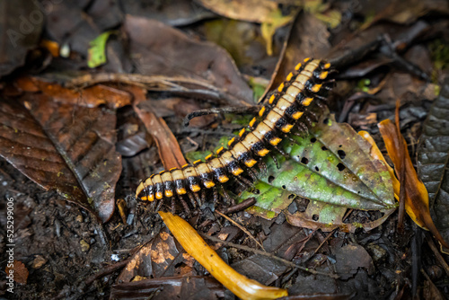 yellow centipede