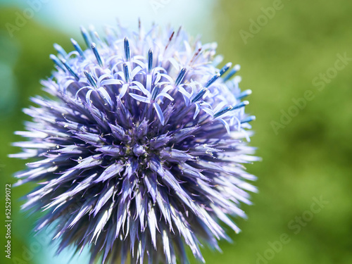 Close-up of the intricate, jagged structure of a globe thistle in bright sunlight, rich purple set off by the de-focused green background.