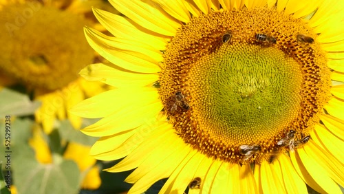 Honey bee and flower. A lot of bees collecting pollen on yellow sunflower. Provence in France. Slow motion
