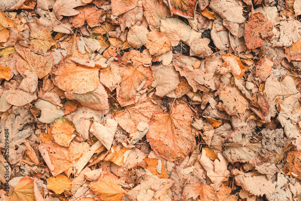 Background of dry autumn leaves on the ground