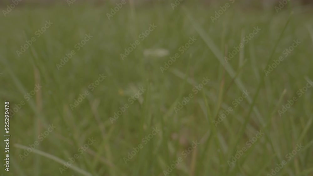 Macro dolly of dry grass in green garden Macro dolly of dry grass in green garden