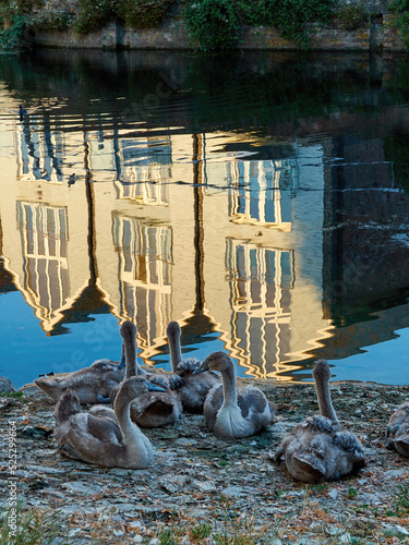 Fotomurale A cygnet crèche next to a peaceful lake in Chichester, with the still, glassy waters reflecting the nearby modern residential development