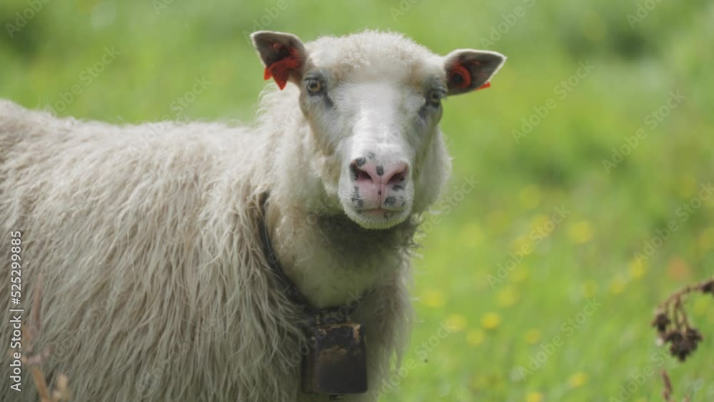 A portrait shot of the white wooly sheep on the lush green pasture. A portrait shot of the white wooly sheep on the lush green pasture.