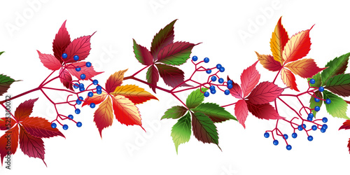 Autumn ornament grapevine. Wild grapes red leaves and blue berries.Vector image isolated.