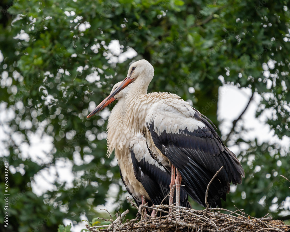 Fototapeta premium white stork in the nest