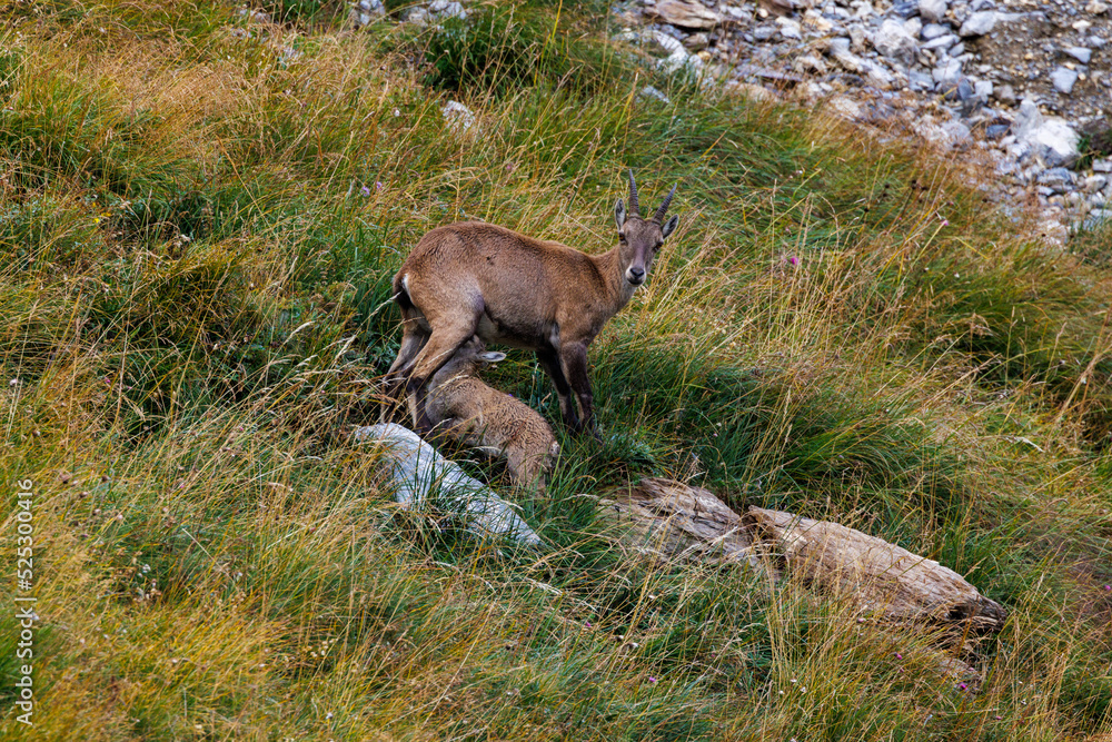 alpine ibex with fawn near Lämmerenhütte SAC in Valais