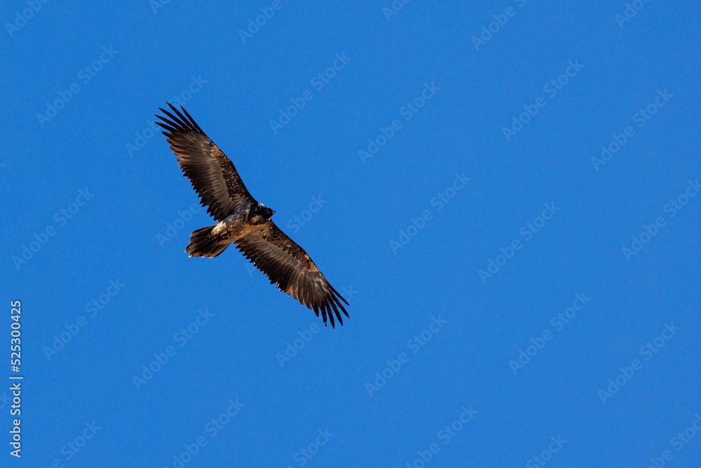 young bearded vulture (Gypaetus barbatus) against blue sky in Berner Oberland