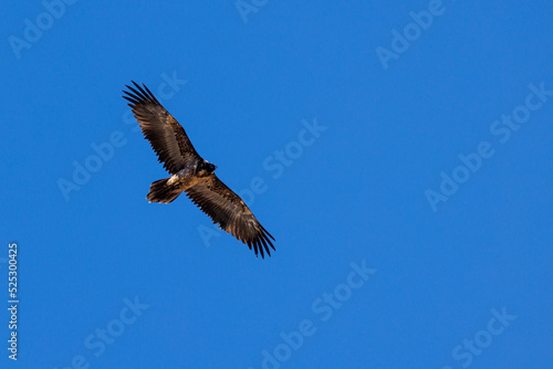 young bearded vulture  Gypaetus barbatus  against blue sky in Berner Oberland