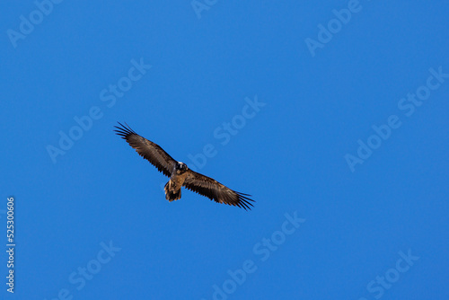 young bearded vulture  Gypaetus barbatus  against blue sky in Berner Oberland