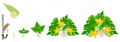 Cycle of growth of zucchini plant isolated on a white background.