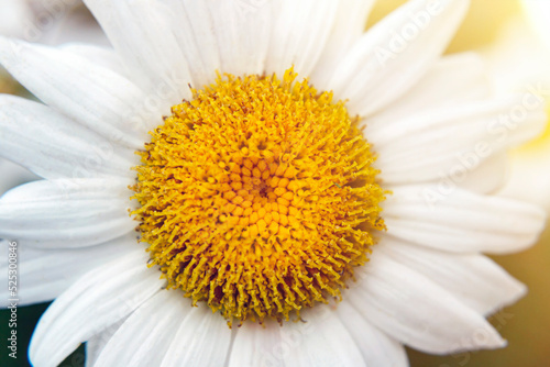 Chamomile close up in sunshine. Marguerite  daisy in garden. Blooming camomile  selective focus. Pretty horizontal natural background. Beautiful scene on hot sunny summer day. White with yellow center