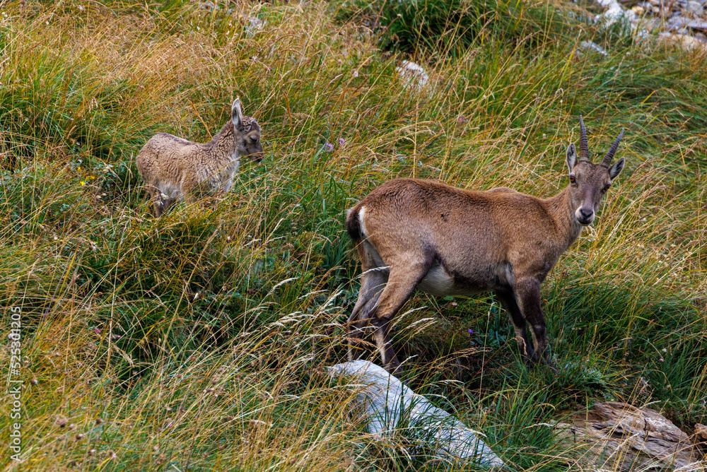 alpine ibex with fawn near Lämmerenhütte SAC in Valais alpine ibex with fawn near Lämmerenhütte SAC in Valais