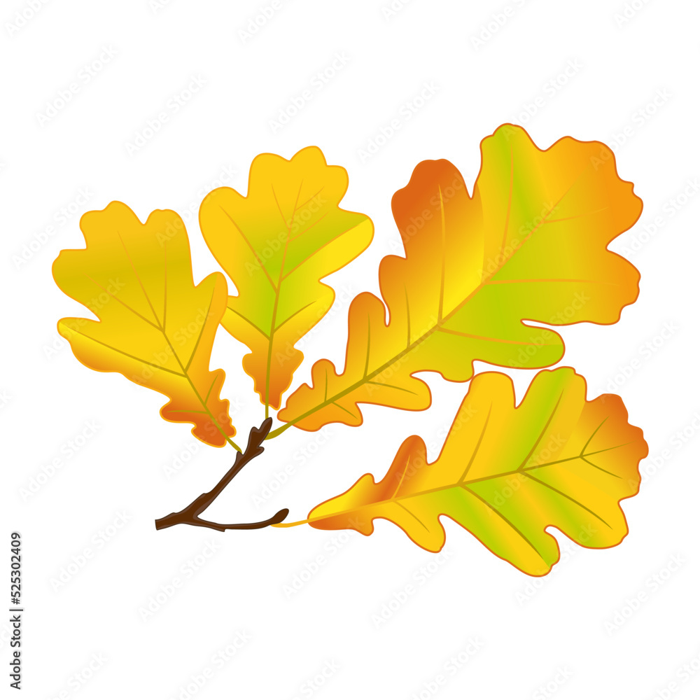 Fototapeta premium Autumn oak tree branch. Yellow autumn oak leaves. Vector isolated image. 