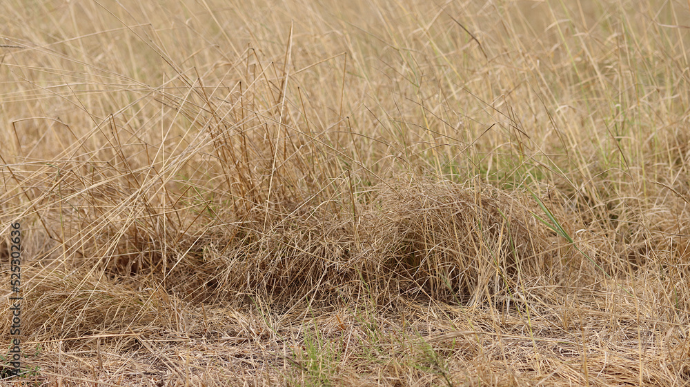 Fototapeta premium Dry grass in a water meadow at the end of August