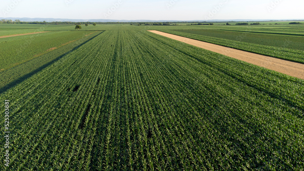 green corn fields seen from above
