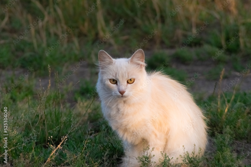 cat on grass