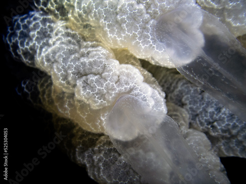 Barrel jellyfish (Rhizostoma pulmo) on the black background, night dive in Mediterranean sea photo