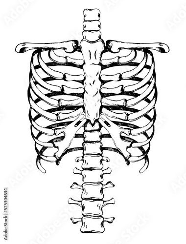 The ribs and spine of a human skeleton are hand-drawn. Vector illustration.