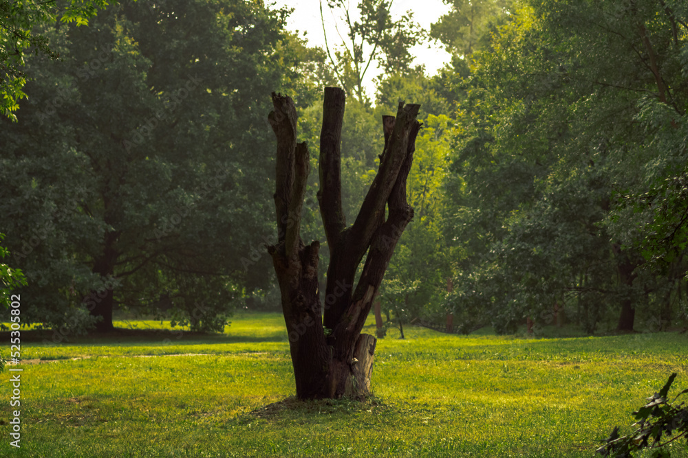 Obraz premium ucięte gałęzie drzewa w parku pośród innych drzew
