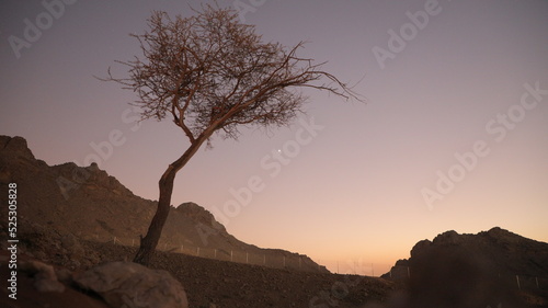 Bended crooked tree silhouette in deserted rocks in crimson colored sunrise ..