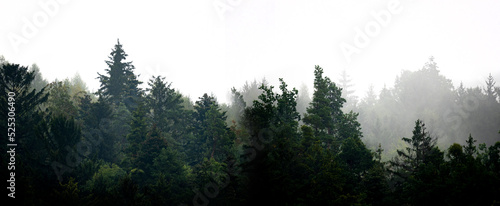 Canvas Print silhouette of forest against white sky - foggy dark forest
