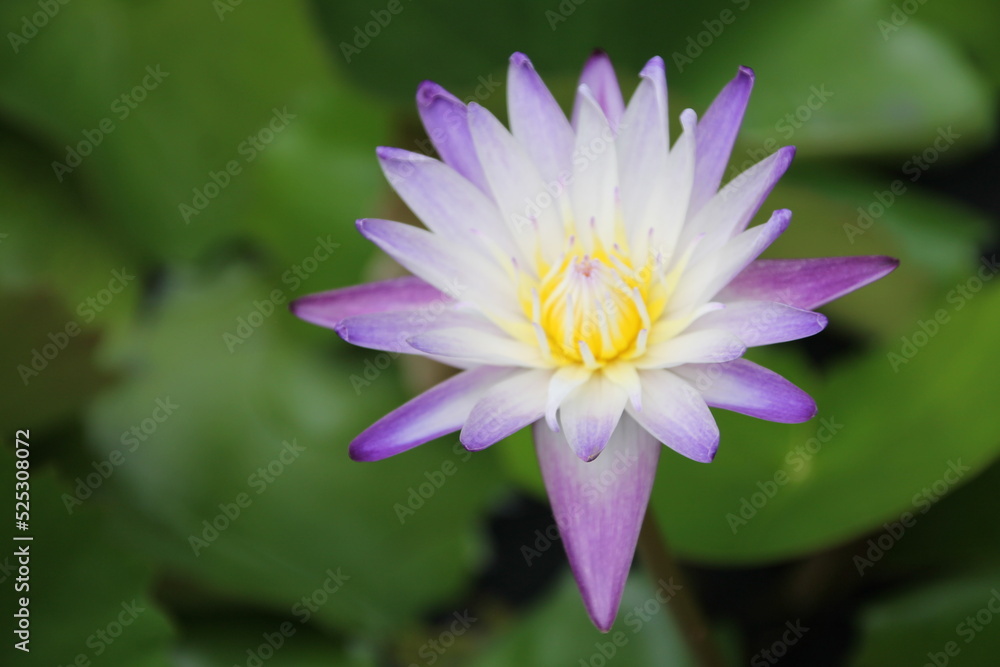 Fleur de lotus en Thaïlande