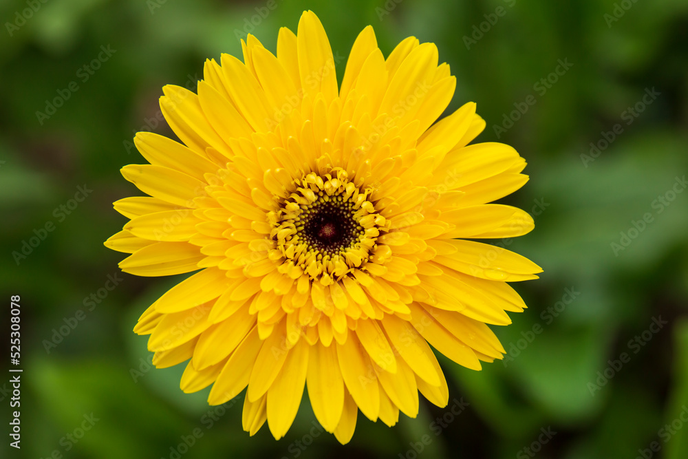 Top view yellow gerbera in the garden. Top view yellow gerbera in the garden.