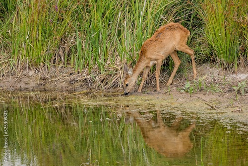 A young brown thirsty female roe deer drinking from a little lake in national wetland park. Reflection of the animal in the water. Green grass in the background. © Lioneska