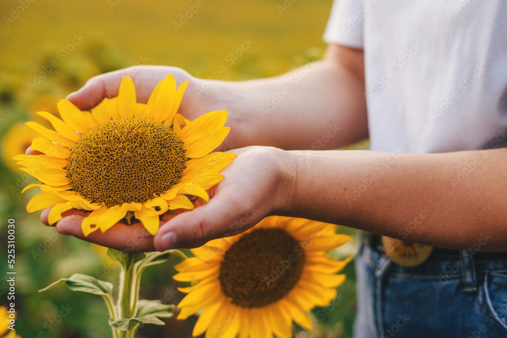 Fototapeta premium Woman carefully examining the sunflower she is holding in her hands in a field at sunset. Smart agriculture. Smart farm technology.