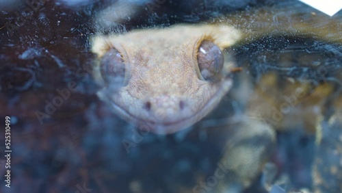 Close up of a yellow gecko looking intently through the plastic container at the camera photo