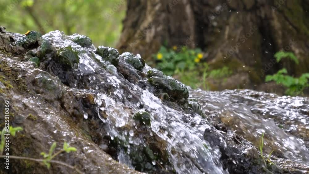 A small rivulet flows across a forest floor and over the roots of an ancient tree A small rivulet flows across a forest floor and over the roots of an ancient tree